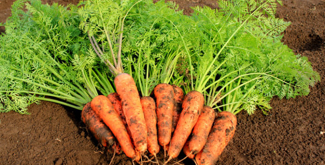 人参　抗がん物質